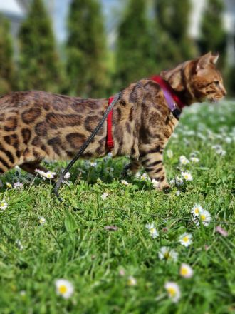 Bengal Deckkater XXL