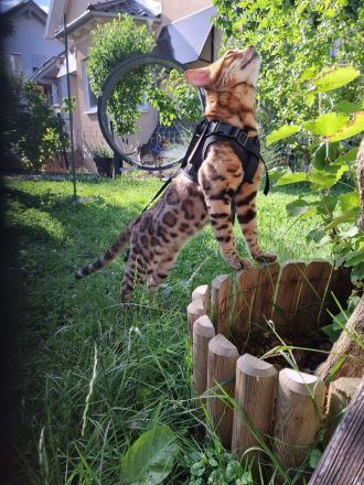 Bengal Deckkater XXL