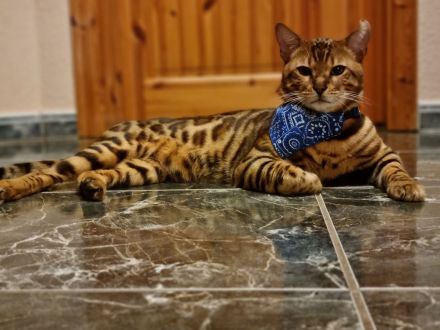 Bengal Deckkater XXL