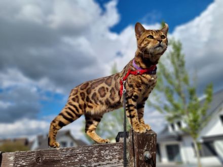 Bengal Deckkater XXL