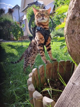 Bengal Deckkater XXL