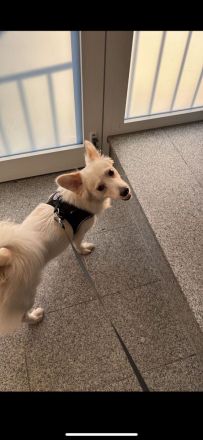 Rüde Simba sucht Liebevolle Familie