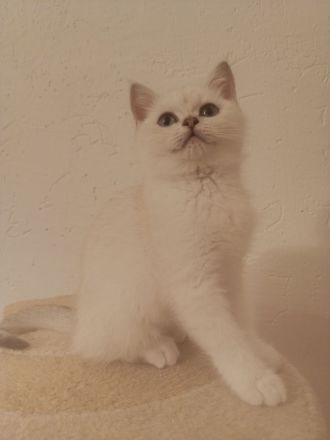 " NOCH 3 " Süße BKH Kitten