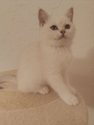 " NOCH 3 " Süße BKH Kitten