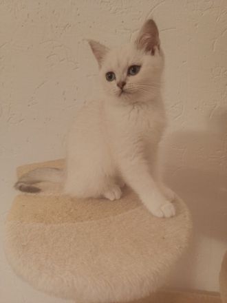 " NOCH 3 " Süße BKH Kitten