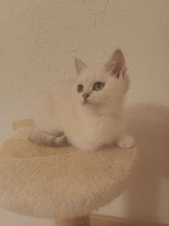 " NOCH 3 " Süße BKH Kitten