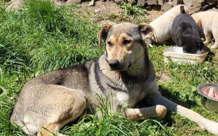Sanfte, aufgeschlossene Moona sucht ihre Menschen