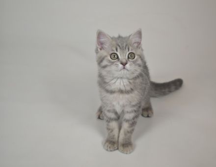 BKH & BLH Kitten in Silver Tabby Spotted, Classic, Blue Silver & Silver-Golden