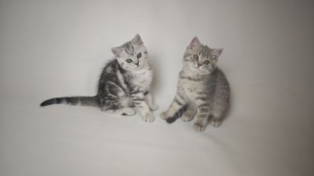 BKH & BLH Kitten in Silver Tabby Spotted, Classic, Blue Silver & Silver-Golden