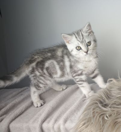 BKH & BLH Kitten in Silver Tabby Spotted, Classic, Blue Silver & Silver-Golden