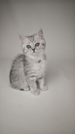 BKH & BLH Kitten in Silver Tabby Spotted, Classic, Blue Silver & Silver-Golden