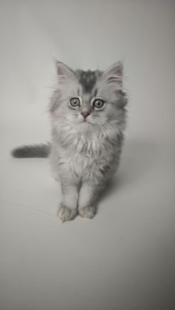 BKH & BLH Kitten in Silver Tabby Spotted, Classic, Blue Silver & Silver-Golden