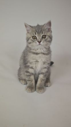 BKH & BLH Kitten in Silver Tabby Spotted, Classic, Blue Silver & Silver-Golden