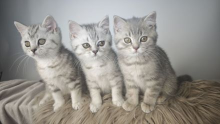 BKH & BLH Kitten in Silver Tabby Spotted, Classic, Blue Silver & Silver-Golden
