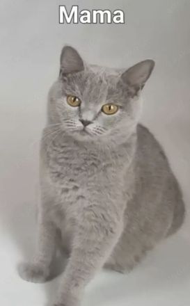 BKH & BLH Kitten in Silver Tabby Spotted, Classic, Blue Silver & Silver-Golden