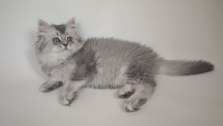 BKH & BLH Kitten in Silver Tabby Spotted, Classic, Blue Silver & Silver-Golden