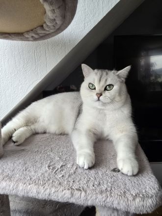 BKH-Kitten Silver Golden Tabby