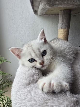 BKH-Kitten Silver Golden Tabby