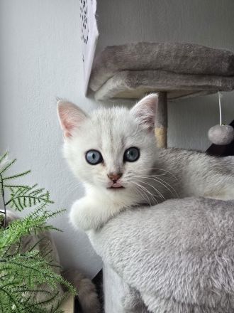 BKH-Kitten Silver Golden Tabby