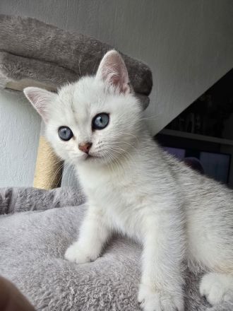 BKH-Kitten Silver Golden Tabby