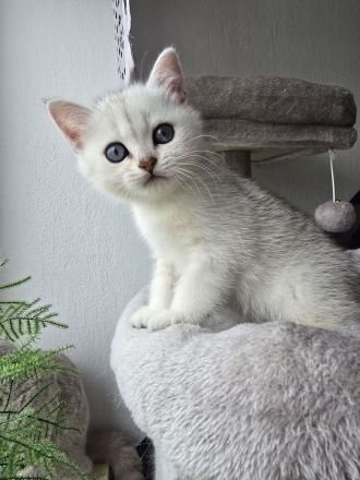 BKH-Kitten Silver Golden Tabby