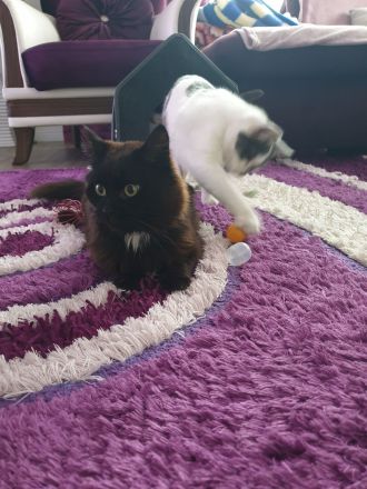 BlH Kater