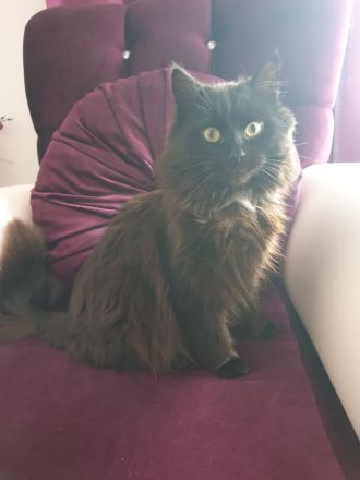 BlH Kater