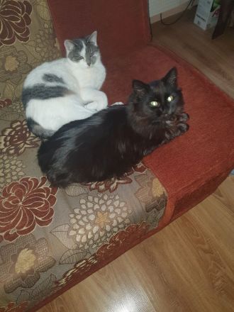 BlH Kater