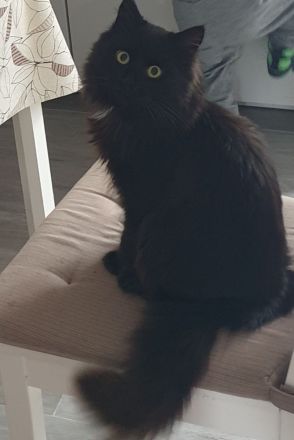 BlH Kater