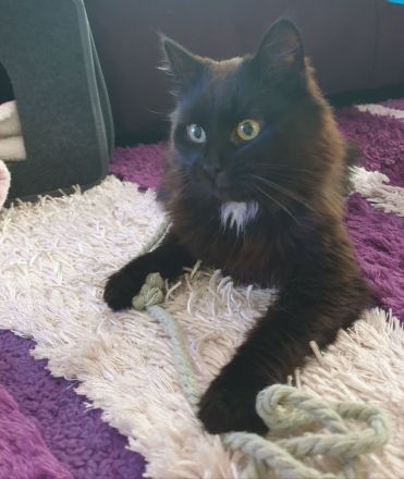 BlH Kater