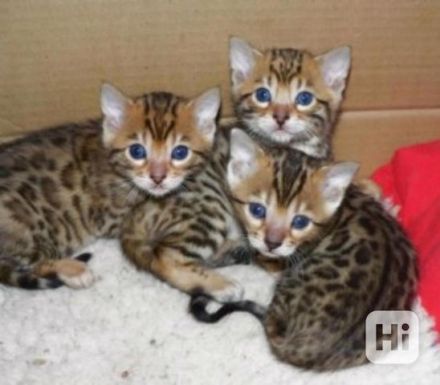Bengal Katzen