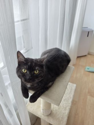 Europäische kurzhaarige kater
