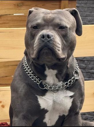 American Bulldog-Weimaraner Mischling