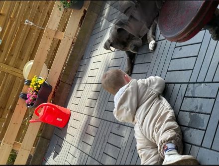 American Bulldog-Weimaraner Mischling