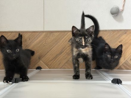 EKH Kitten Katze Kater Europäisch Kurzhaar