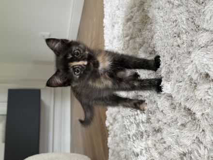 EKH Kitten Katze Kater Europäisch Kurzhaar