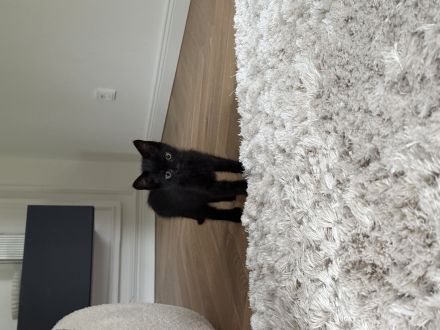 EKH Kitten Katze Kater Europäisch Kurzhaar