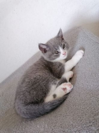 Selkirk Rex British Kurzhaar Findus zu verkaufen Kitten Kater
