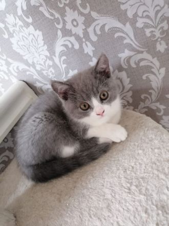 Selkirk Rex British Kurzhaar Findus zu verkaufen Kitten Kater