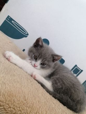 Selkirk Rex British Kurzhaar Findus zu verkaufen Kitten Kater