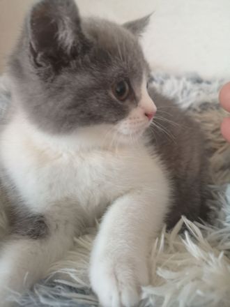 Selkirk Rex British Kurzhaar Findus zu verkaufen Kitten Kater