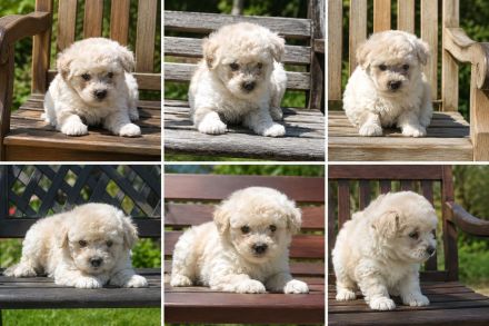 Maltipoo Welpen F1b Maltipoo