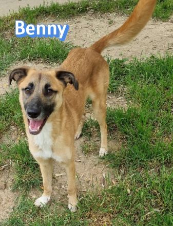 Benny, 07/23 - lebensfroh und liebevoll, wartet auf seine Chance im Leben