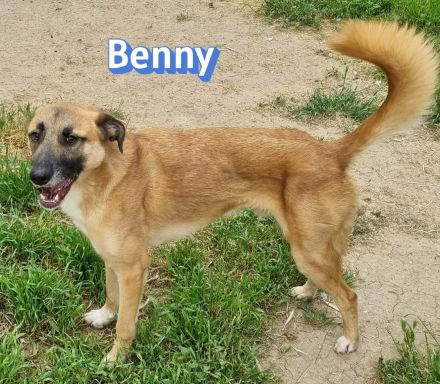 Benny, 07/23 - lebensfroh und liebevoll, wartet auf seine Chance im Leben