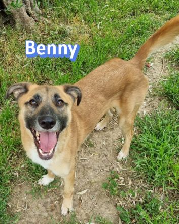 Benny, 07/23 - lebensfroh und liebevoll, wartet auf seine Chance im Leben