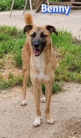 Benny, 07/23 - lebensfroh und liebevoll, wartet auf seine Chance im Leben