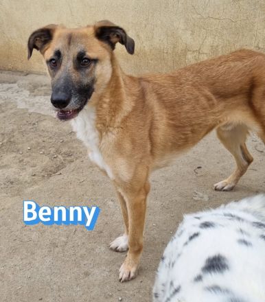 Benny, 07/23 - lebensfroh und liebevoll, wartet auf seine Chance im Leben