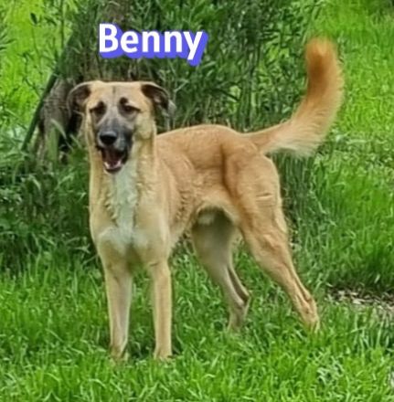 Benny, 07/23 - lebensfroh und liebevoll, wartet auf seine Chance im Leben