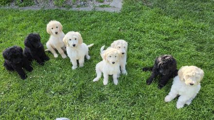 Goldendoodlewelpen F1B suchen ihren Wirkungskreis