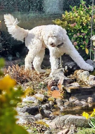 Goldendoodlewelpen F1B suchen ihren Wirkungskreis